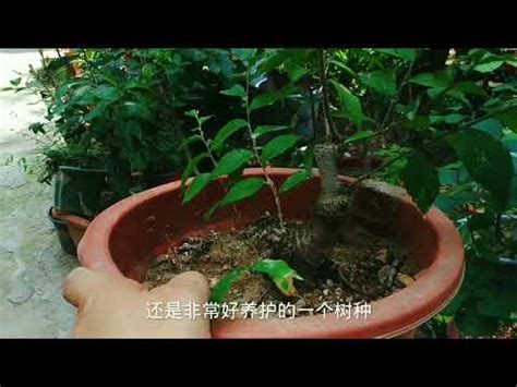 榔榆 盆景 植物 澆水 榆樹|榆樹（榔榆）盆景的養護與種植